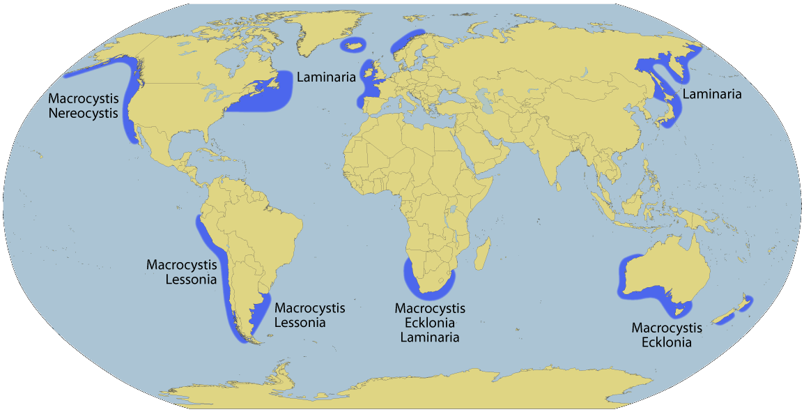 Kelp Forests Worldwide