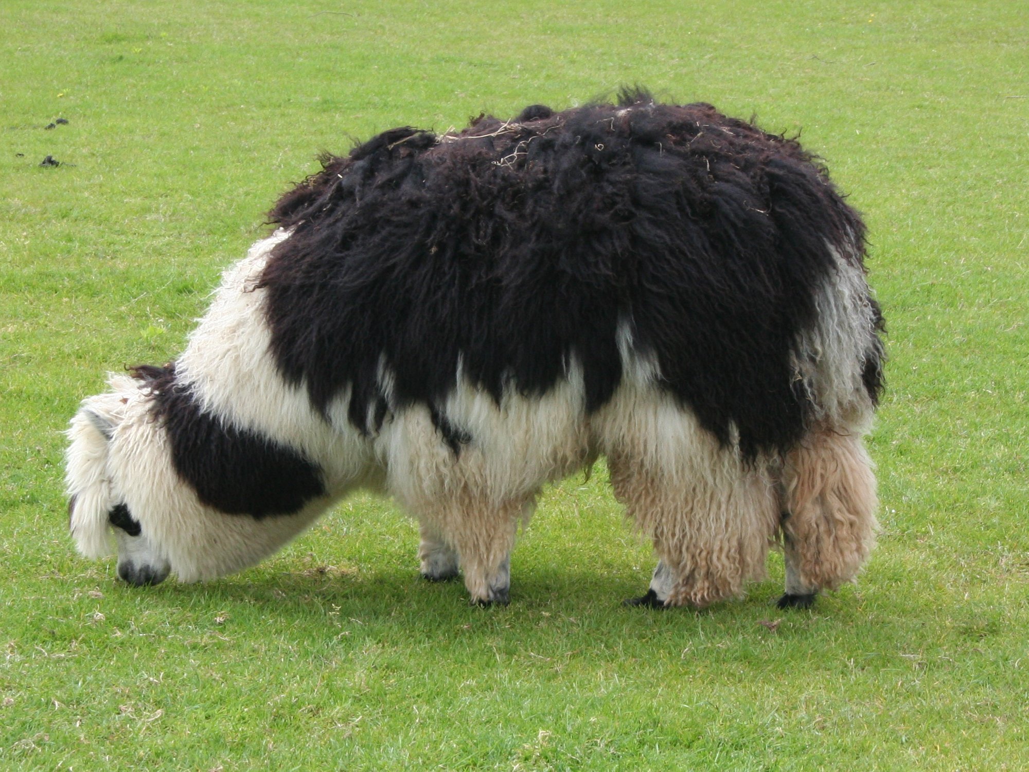 alpaca
